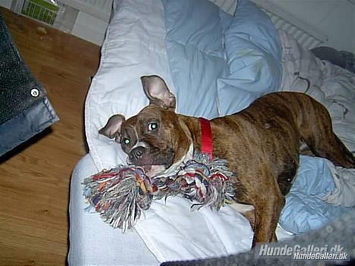 Blanding af racer Ticki  R.I.P billede 4