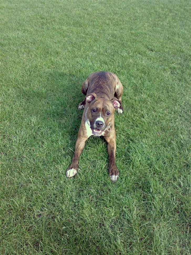 Blanding af racer Ticki  R.I.P billede 5