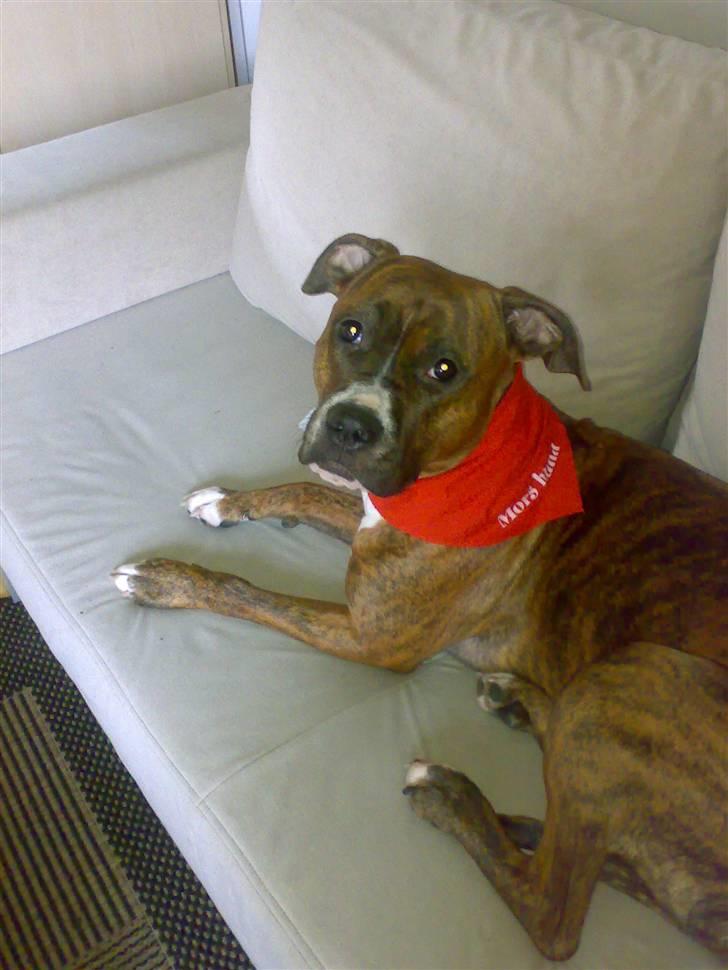 Blanding af racer Ticki  R.I.P billede 7