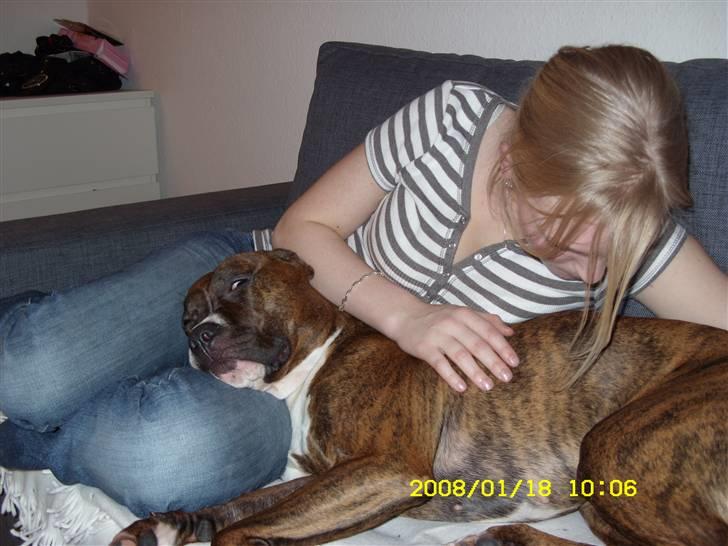 Blanding af racer Ticki  R.I.P - hun sov næsten altid i ske med mig ellers under dynen  billede 13