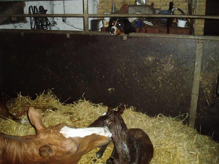 Berner sennenhund Tyson - Spændende at se det lille nye føl. billede 19