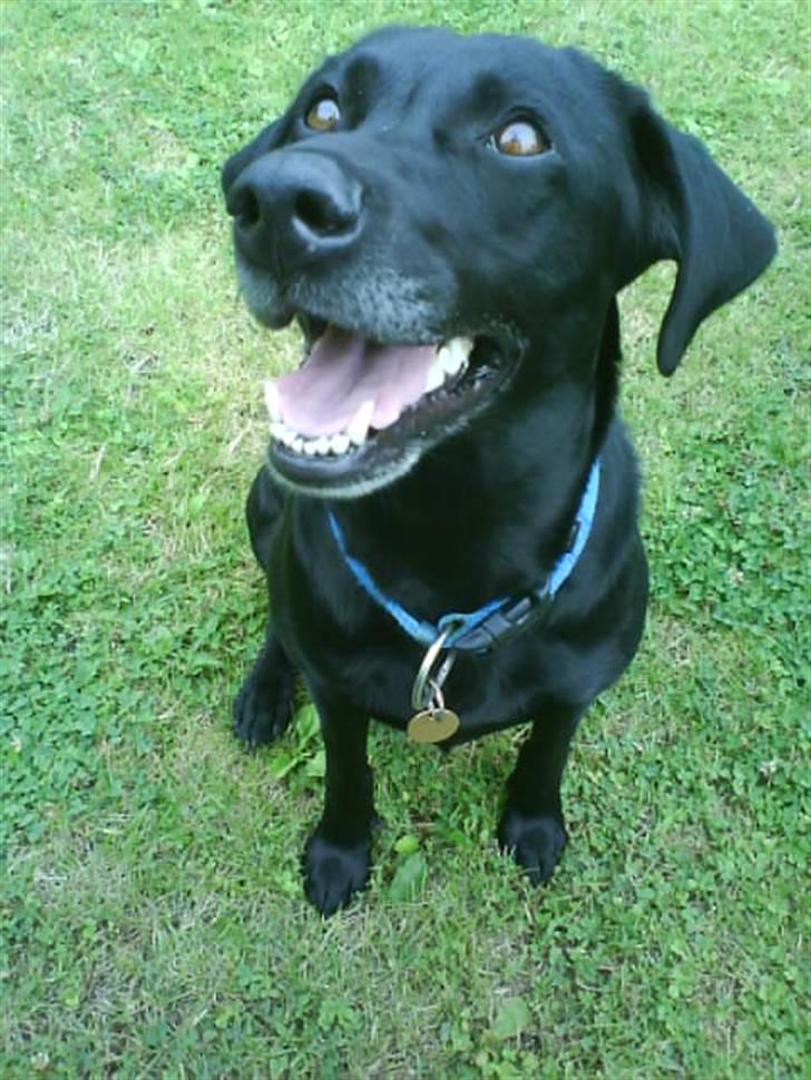Labrador retriever Chili - Det er så mig der er Chili  :) billede 1