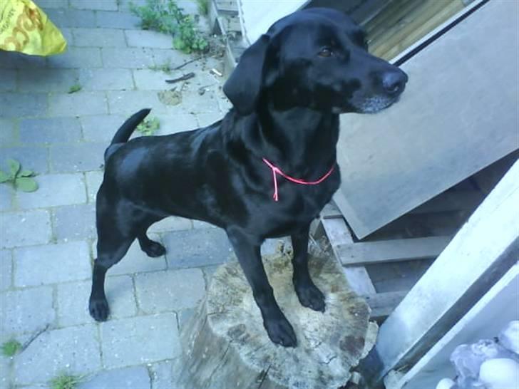 Labrador retriever Chili - Mig der leger fotomodel i haven;) billede 2