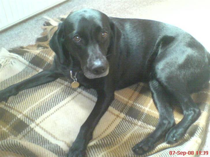 Labrador retriever Chili - her ligger jeg og hygger på tæppet billede 3