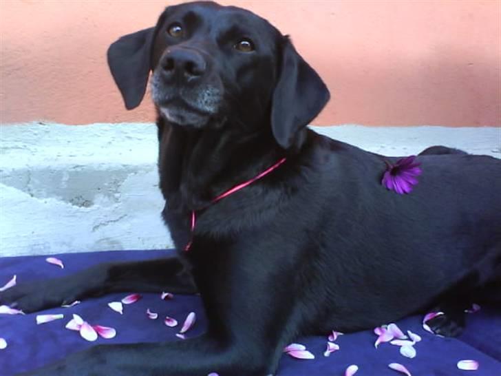 Labrador retriever Chili - lidt romantisk har man vel lov til at vær ;) billede 4