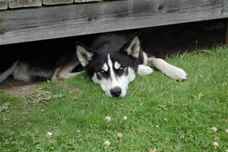 Siberian husky Aslan - søger ly få solen billede 16