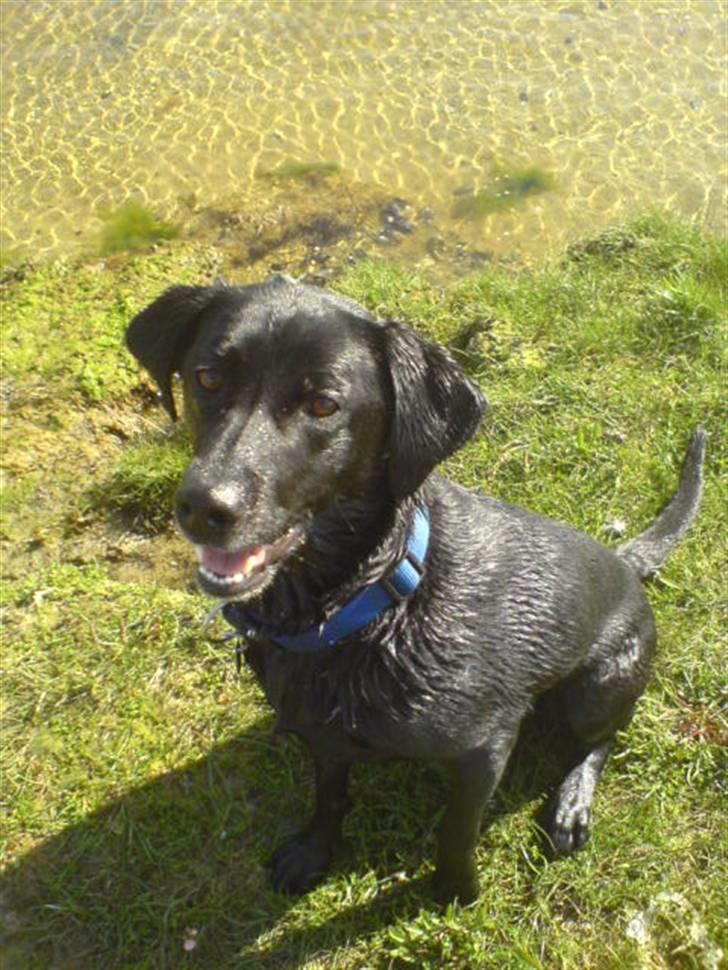 Labrador retriever Chili - Mig der hygger i græsset, på en sommerdag:)ude ved vandet billede 5