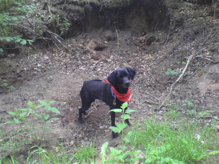 Labrador retriever Chili - Jeg elsker at være i skoven!!  :) billede 6