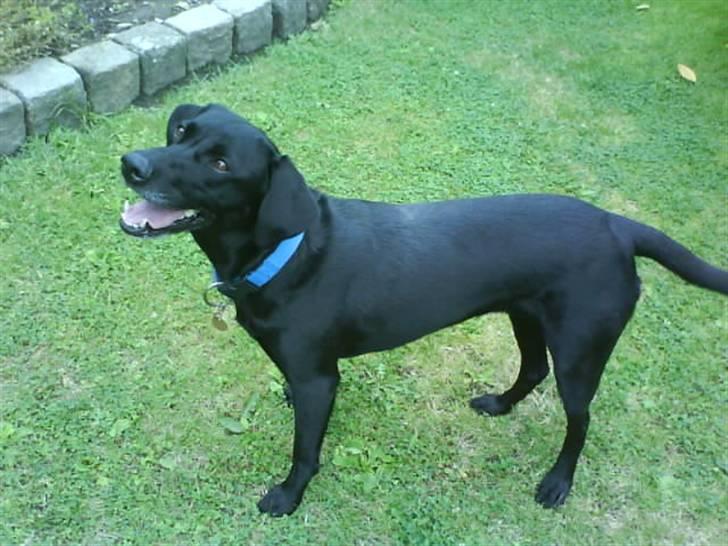 Labrador retriever Chili - Er jeg ik sød?  :) billede 7