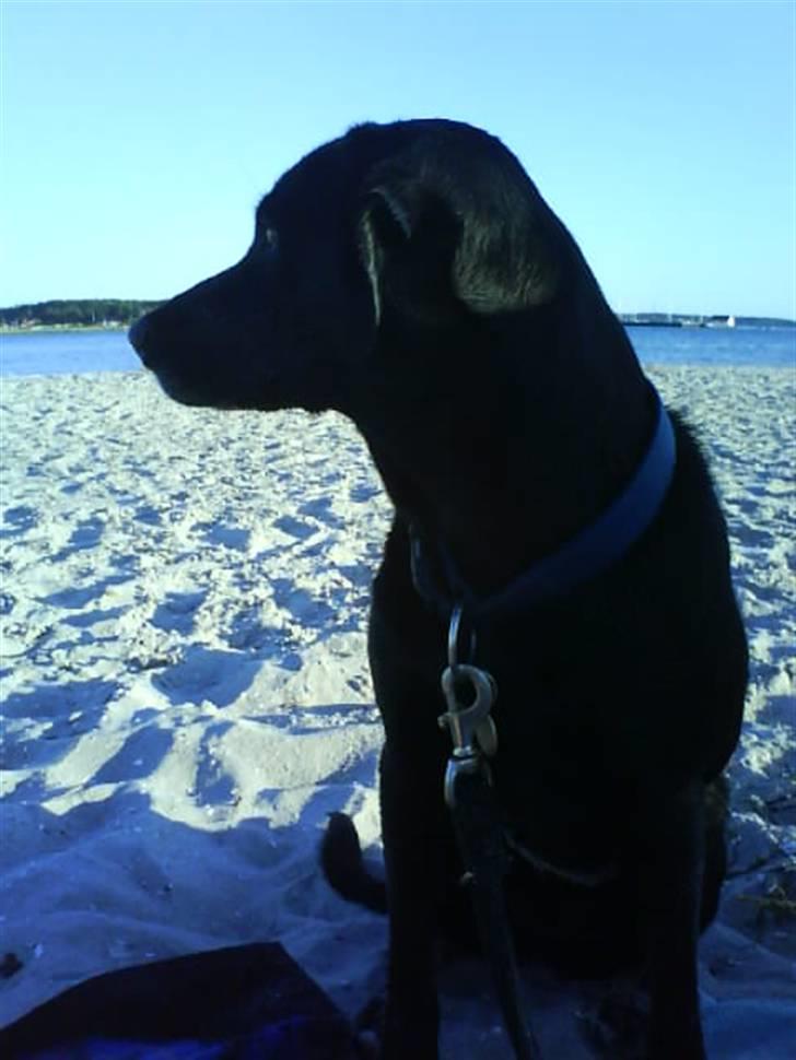 Labrador retriever Chili - det er så mig ved vandet. Det er mit ynglingssted billede 8