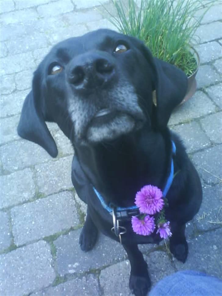 Labrador retriever Chili - Mig på terassen, som tigger efter mad:) billede 9