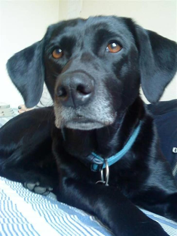 Labrador retriever Chili billede 10