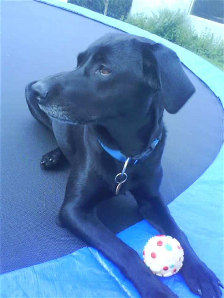 Labrador retriever Chili - at slappe af på trampolinen, er bar det bedste. billede 11