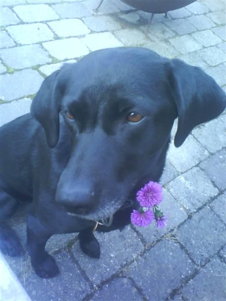 Labrador retriever Chili - et nuser billed!!   billede 12