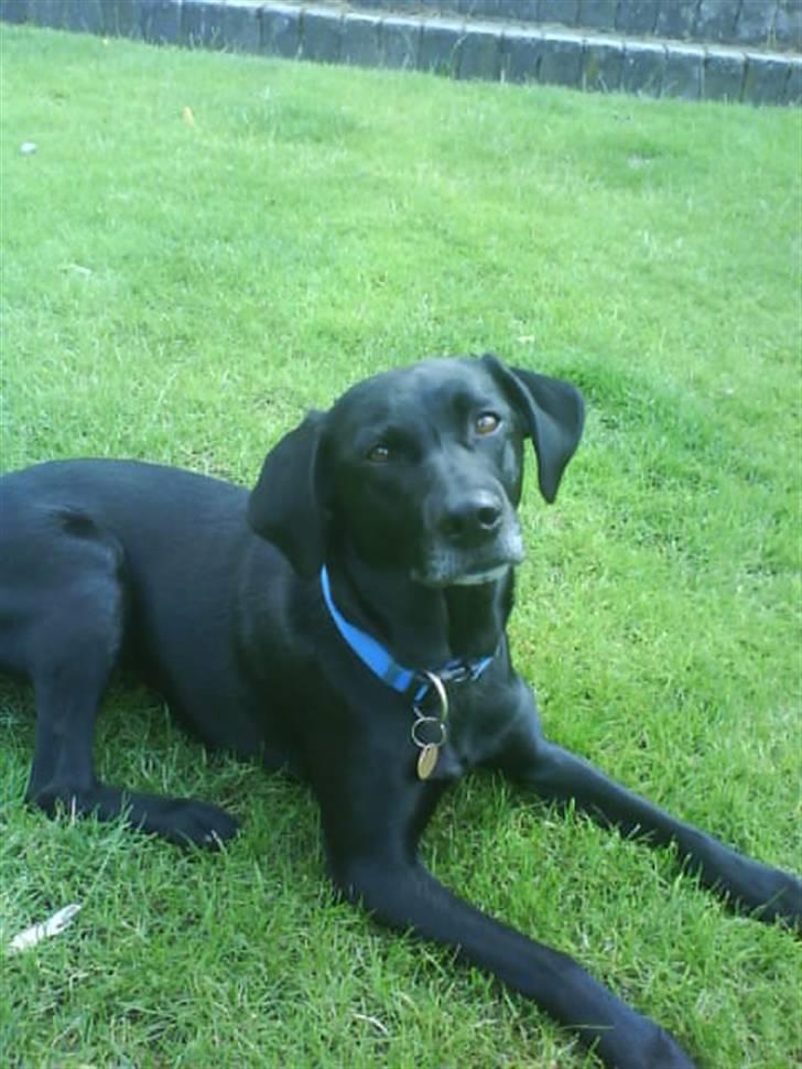 Labrador retriever Chili - her ligger jeg bare og slapper af i haven billede 13