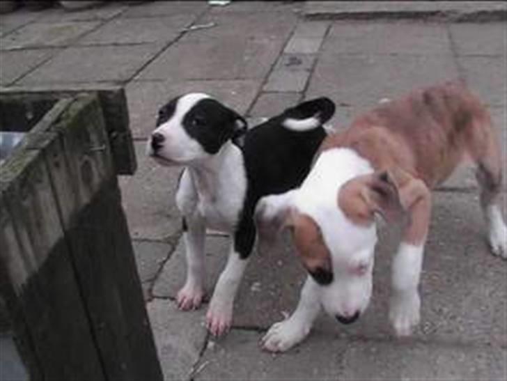 Blanding af racer Chili billede 3