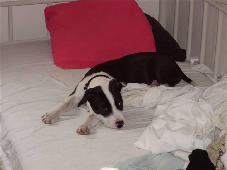 Blanding af racer Chili billede 4