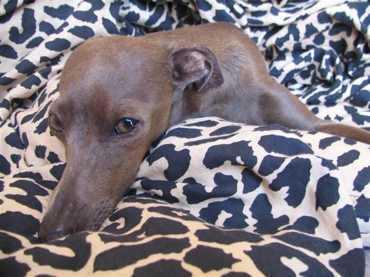 Italiensk mynde Cianna - i dynen billede 16