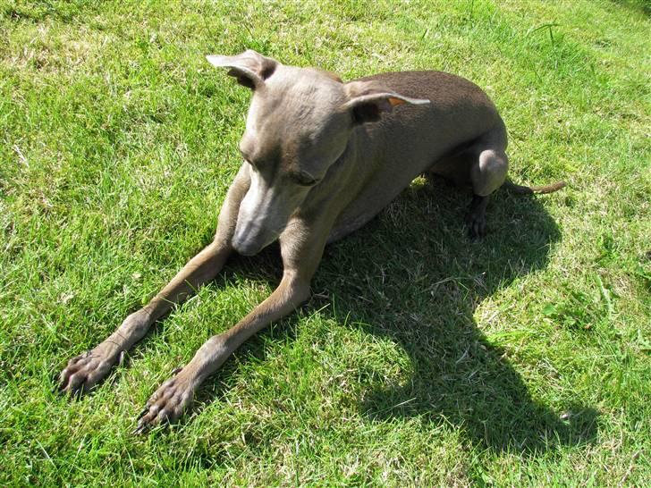 Italiensk mynde Cianna - der er så varmt. billede 17