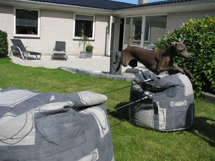 Italiensk mynde Cianna - jeg elsker og springe!(; billede 18