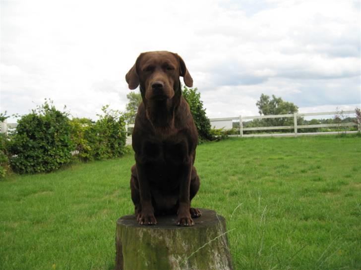 Labrador retriever {§$$ Laika $$§} billede 3