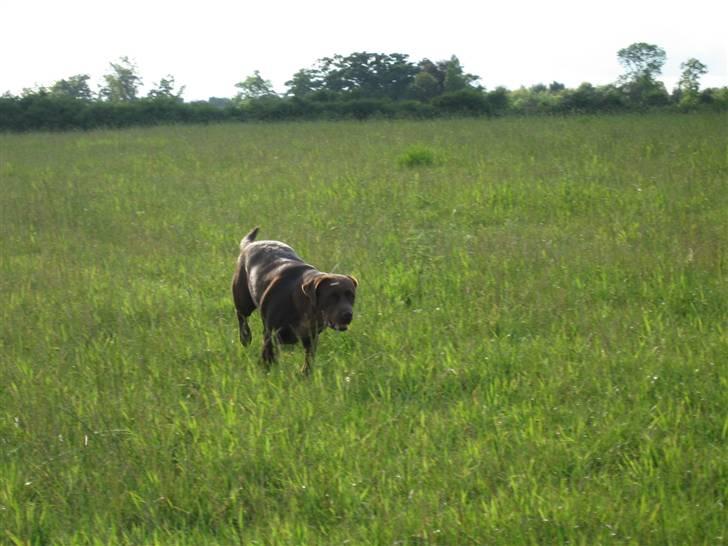 Labrador retriever {§$$ Laika $$§} - Jeg er bare skide hurtig på benene! XD billede 4