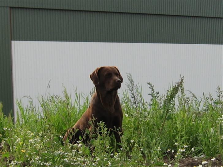 Labrador retriever {§$$ Laika $$§} - Jeg holder vagt her så i kan bare komme i tyve ude i verden! XD billede 5
