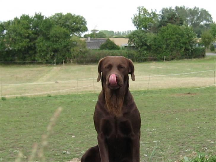 Labrador retriever {§$$ Laika $$§} - Se lige mig jeg kan nå min næse med tungen! XD billede 6