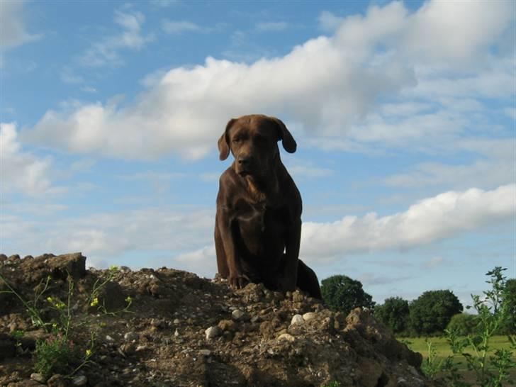 Labrador retriever {§$$ Laika $$§} billede 8