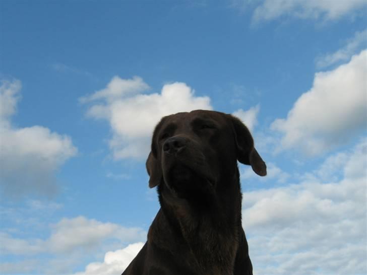 Labrador retriever {§$$ Laika $$§} - Jeg er bare vidunderlig ikke.....!! =¤D billede 9