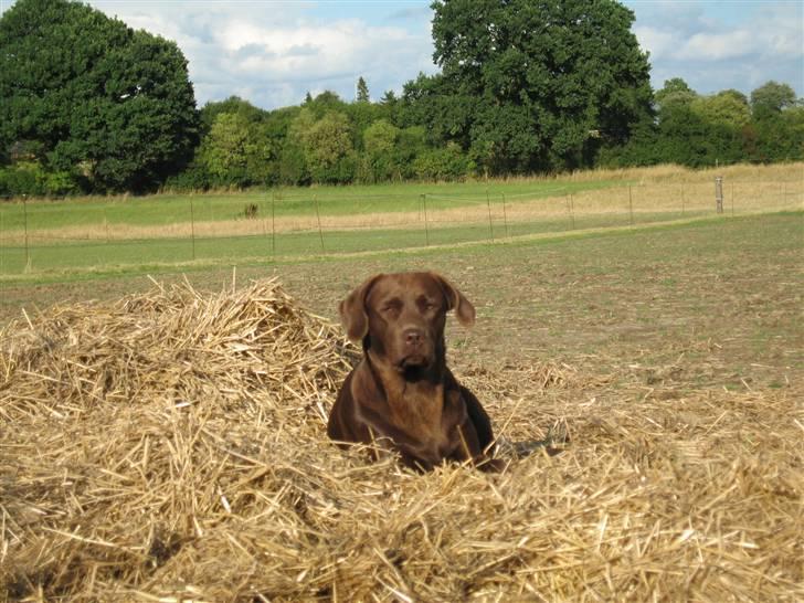 Labrador retriever {§$$ Laika $$§} - Det er dejligt her i halmen! XD billede 10