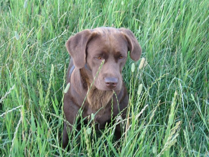 Labrador retriever {§$$ Laika $$§} billede 11