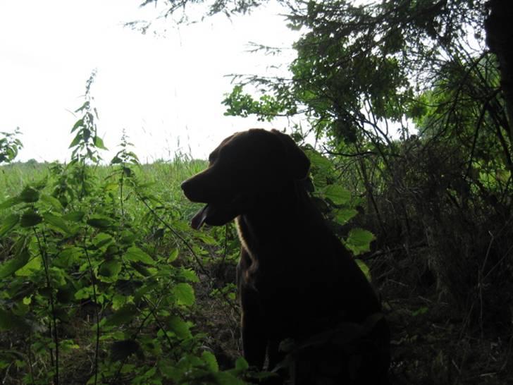 Labrador retriever {§$$ Laika $$§} billede 12