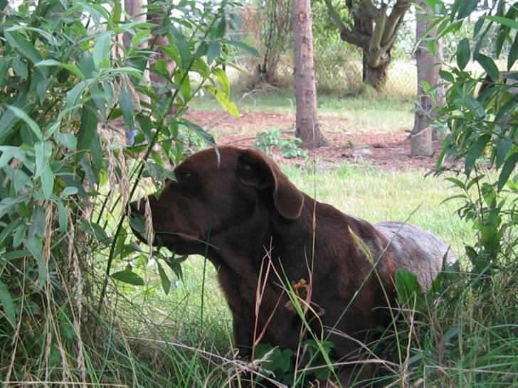Labrador retriever {§$$ Laika $$§} - Der lugter sødt her i buskene! billede 13