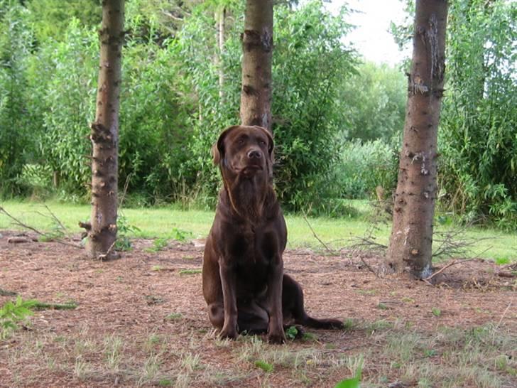 Labrador retriever {§$$ Laika $$§} - Hejsa alle sammen det er bare lige mig der bestemmer her på gården så i kan godt nære jer! XD billede 14