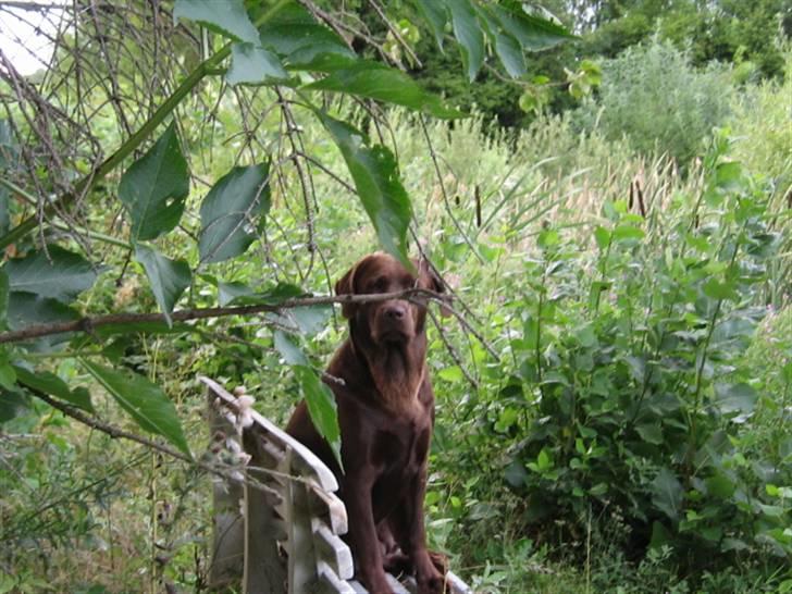 Labrador retriever {§$$ Laika $$§} - Hvornår må jeg komme ned fra bænken! xD billede 15