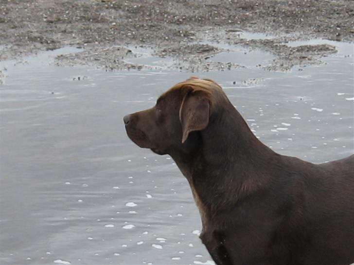 Labrador retriever {§$$ Laika $$§} billede 16