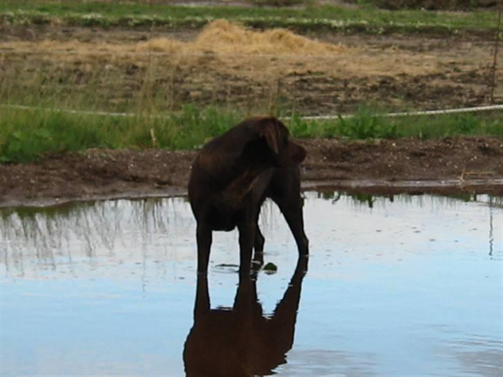Labrador retriever {§$$ Laika $$§} billede 17