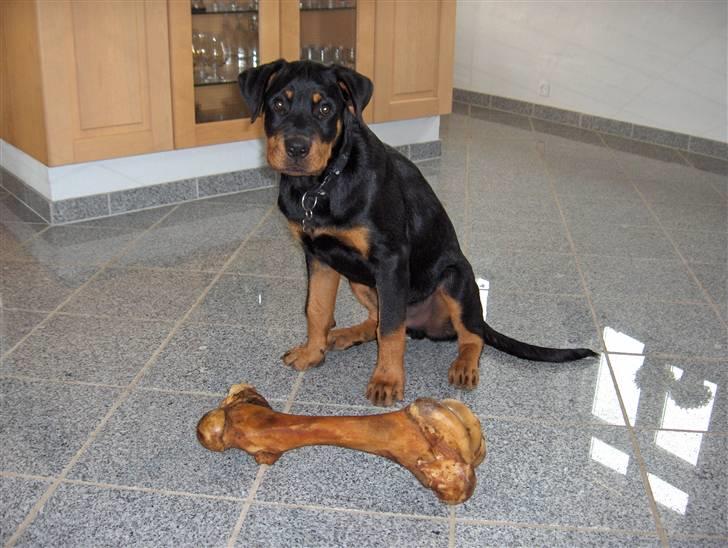 Rottweiler Vom Hause Luna's Django - 18 uger billede 8