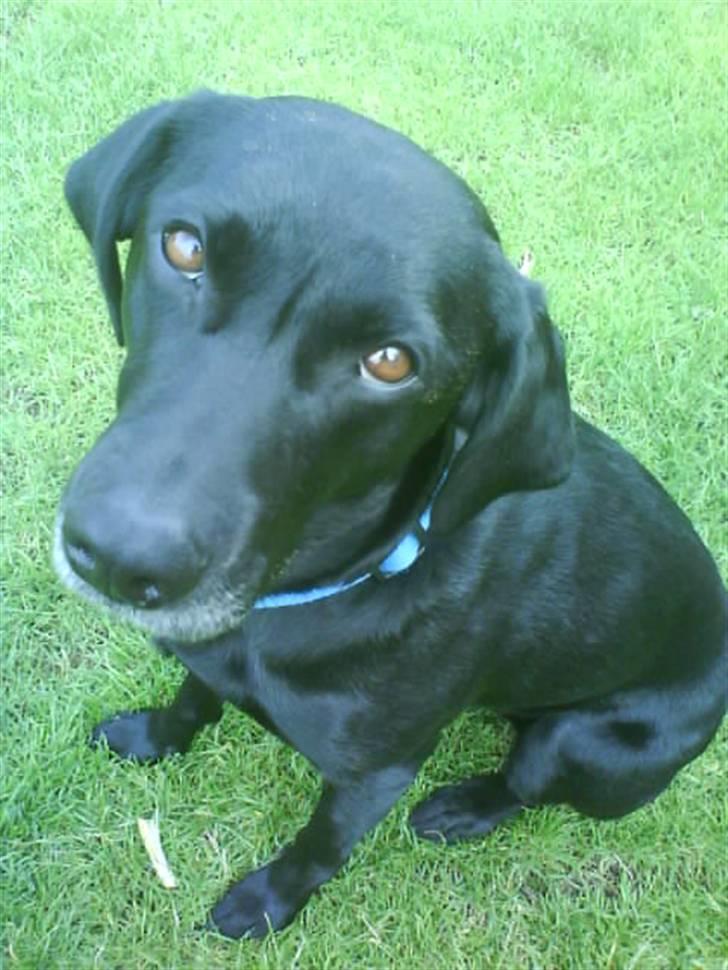 Labrador retriever Chili - kan jeg ikke se sød ud? :) billede 14