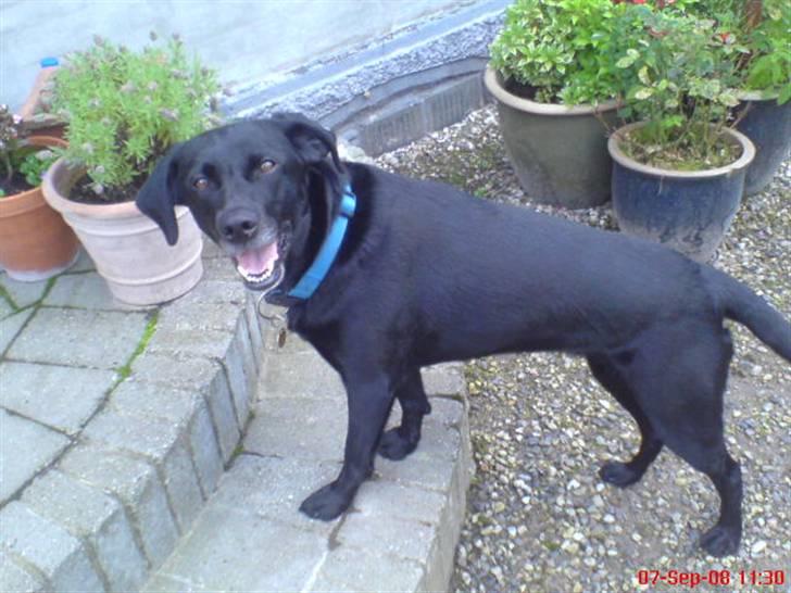 Labrador retriever Chili - skal vi snart ud og gå tur?? billede 15