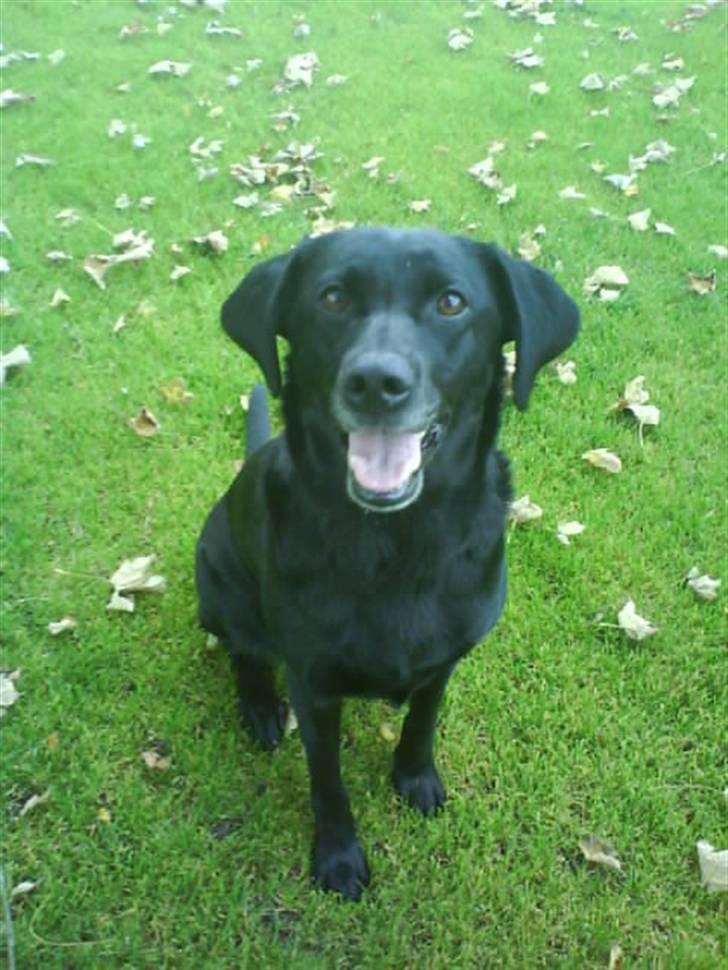 Labrador retriever Chili - kast nu den boldt! billede 16