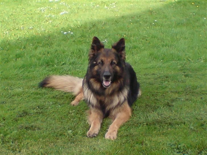 Schæferhund Tobilas Alfred R.I.P billede 17