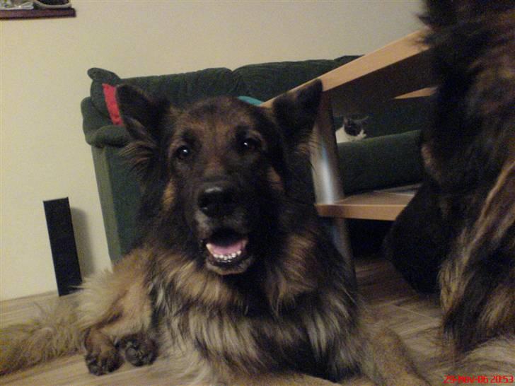 Schæferhund Tobilas Alfred R.I.P billede 18