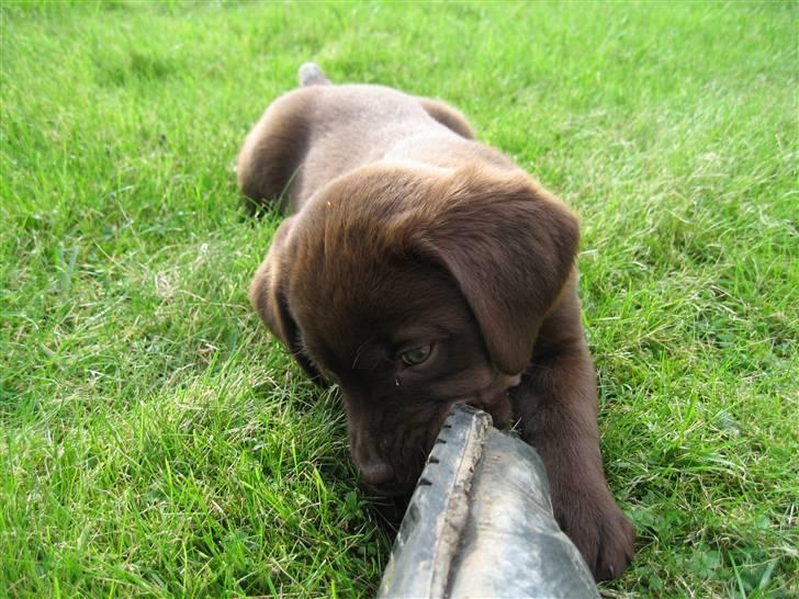 Labrador retriever {§$$ Laika $$§} - Jeg elsker bare at bide i sko! XD billede 18