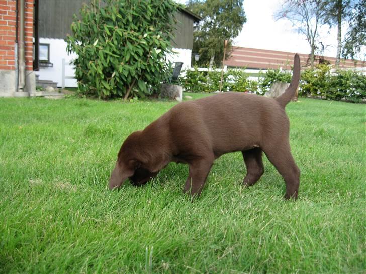 Labrador retriever {§$$ Laika $$§} - Laika som lille hvalp!  billede 19