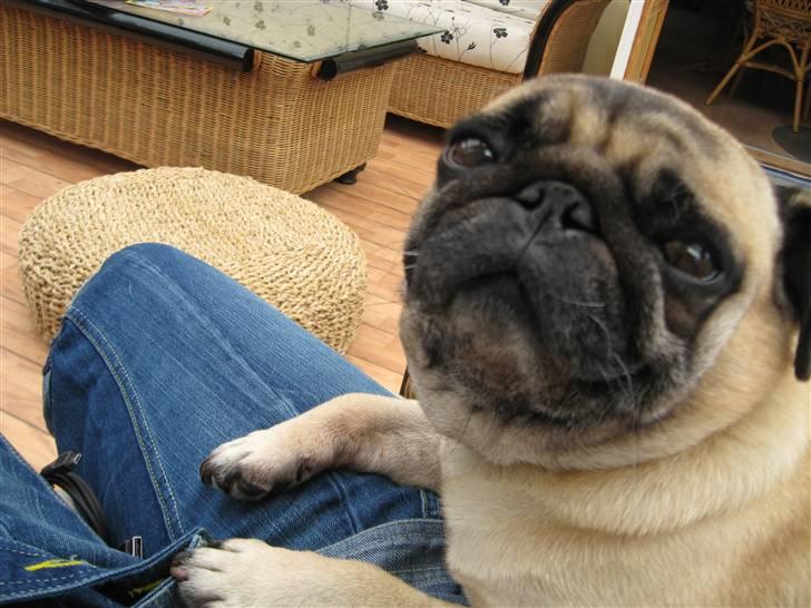 Mops Basse *opdateret* billede 1