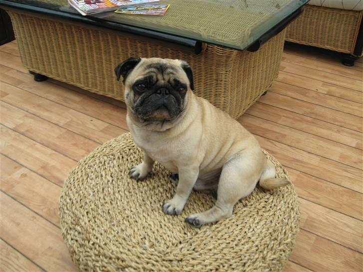 Mops Basse *opdateret* billede 2