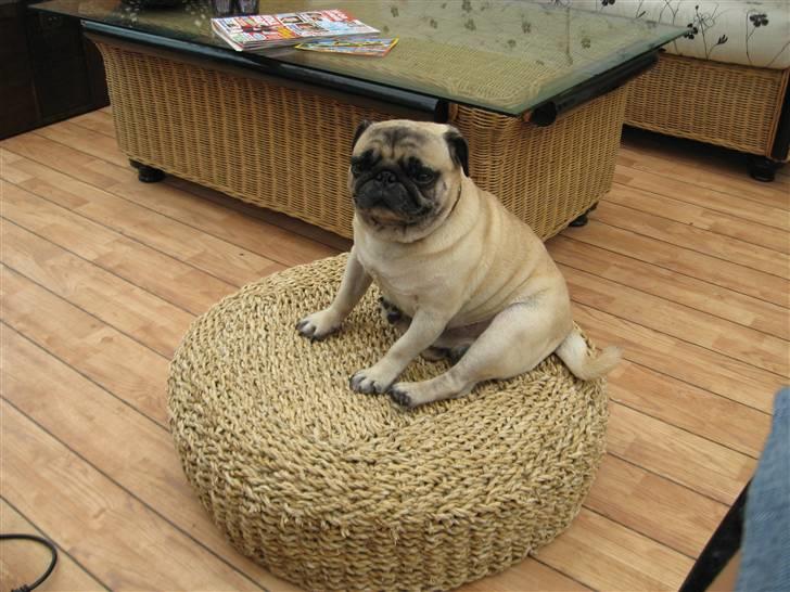 Mops Basse *opdateret* billede 4