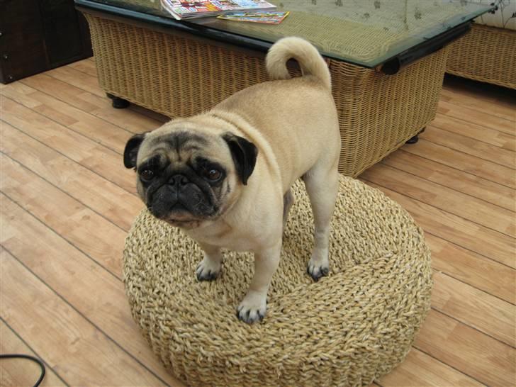 Mops Basse *opdateret* billede 5